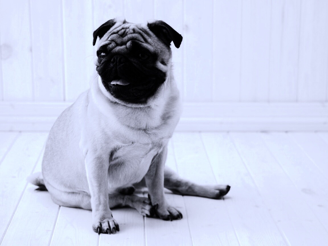 Симпатичный мопс на полу обои
