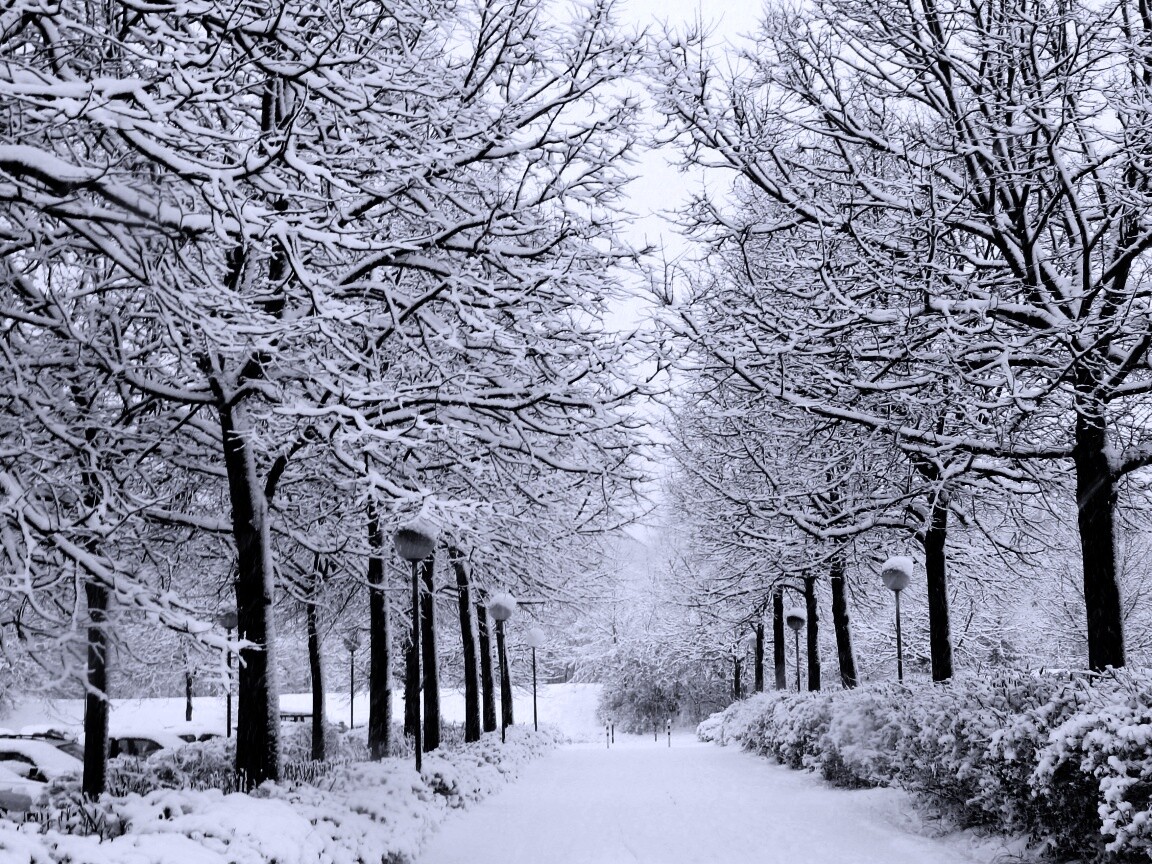 Заснеженная аллея обои