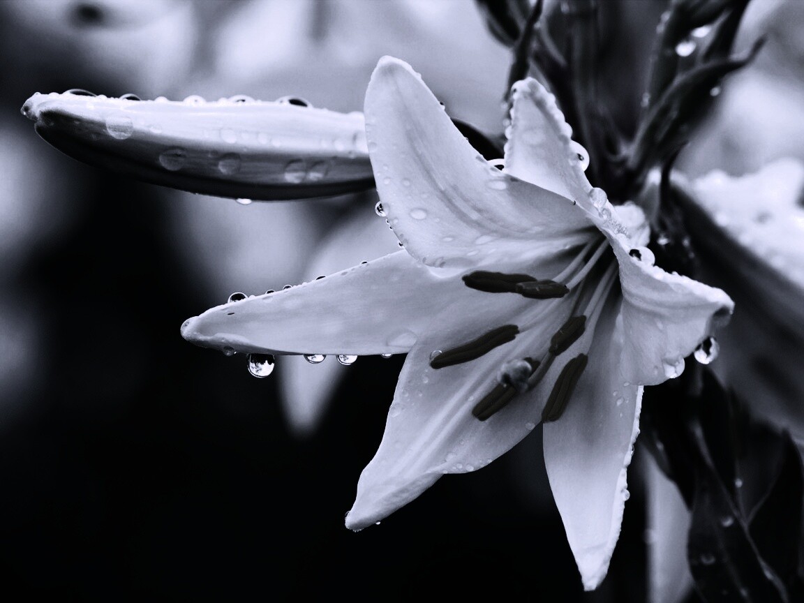 Белая лилия обои