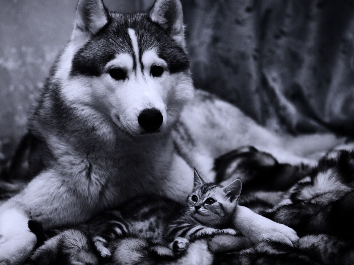 Собака и котенок обои