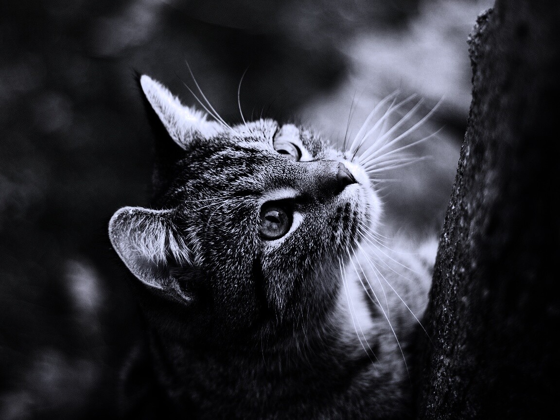 Кошак на дереве обои