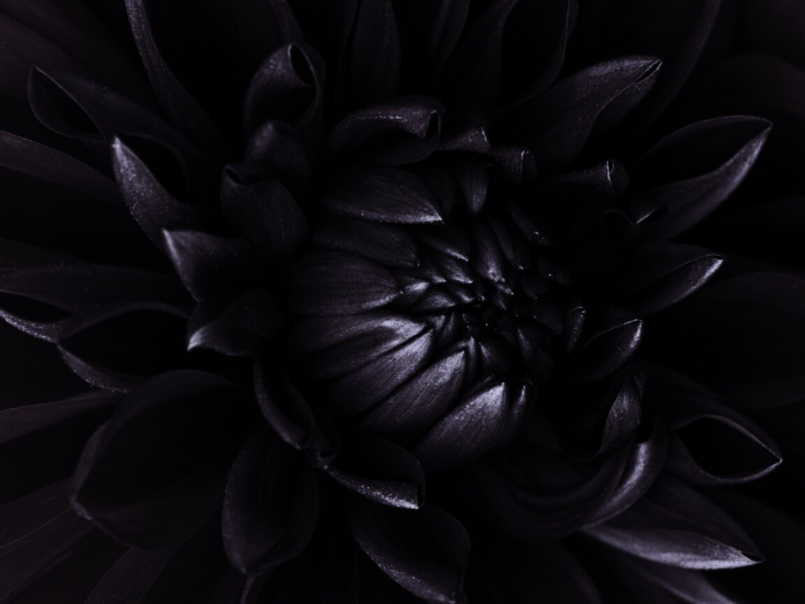 Цветок обои