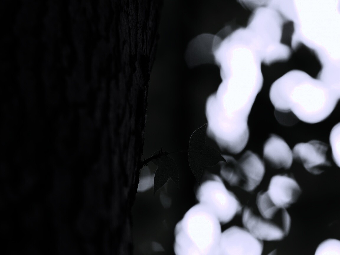 Листок на стволе дерева обои