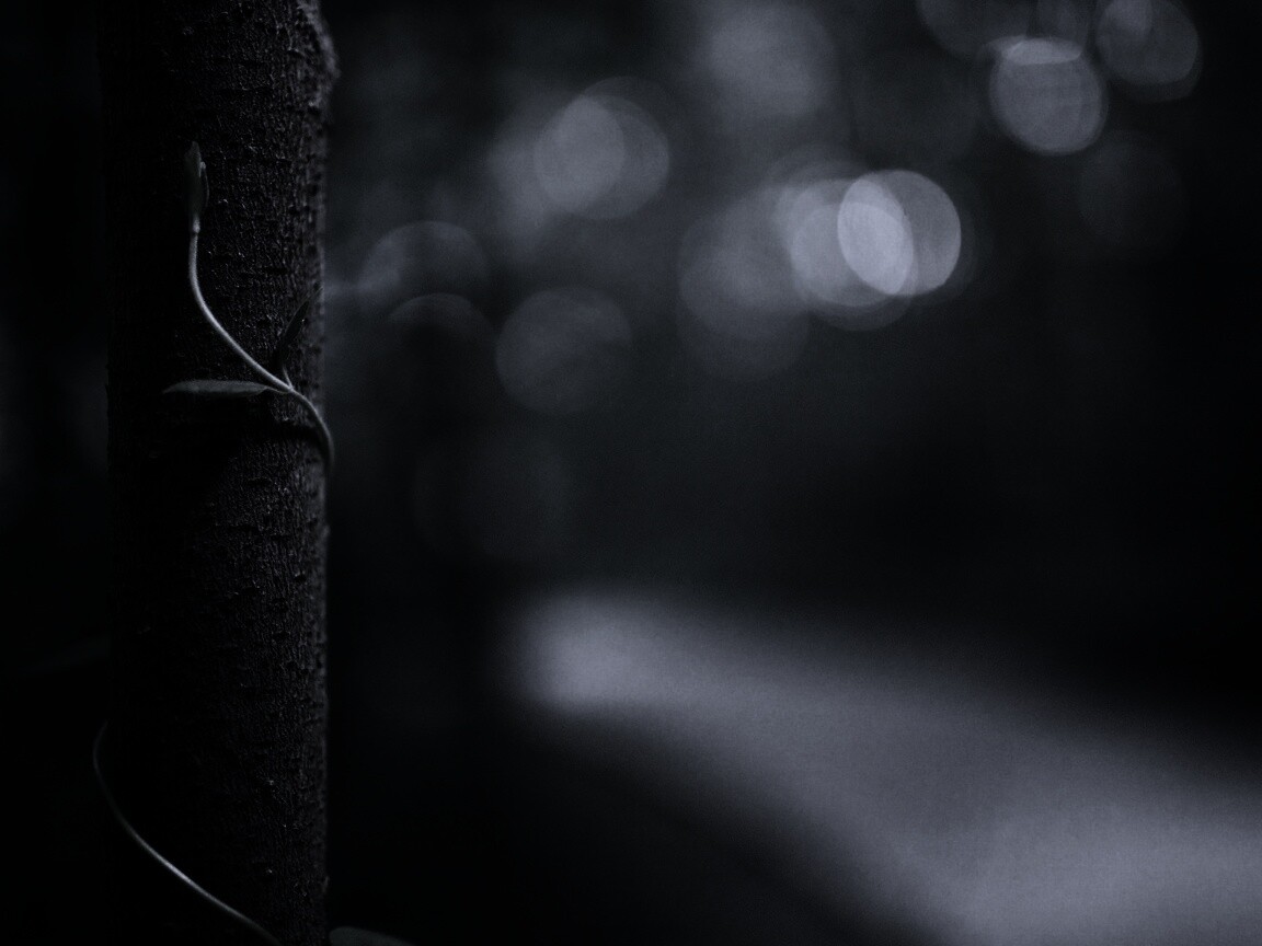 Стебелек на стволе деревца обои