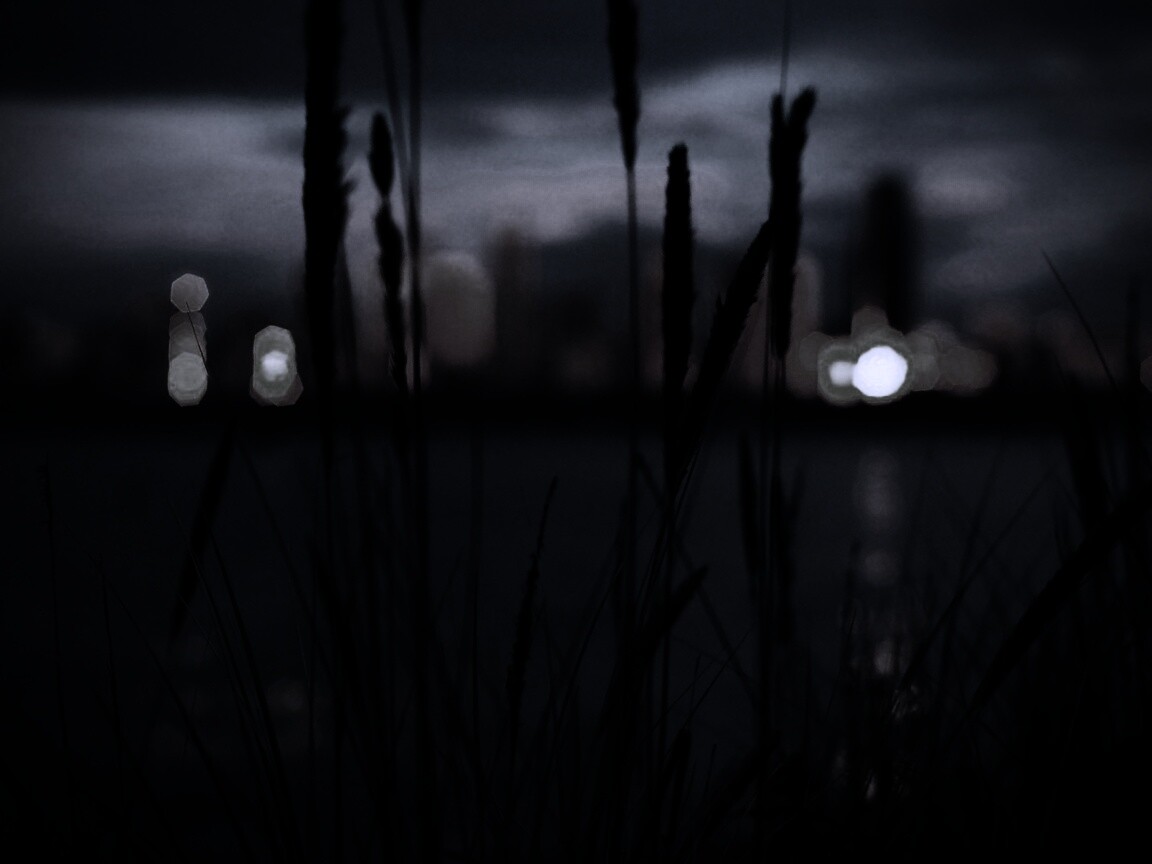 Камыш на фоне вечерних огней обои