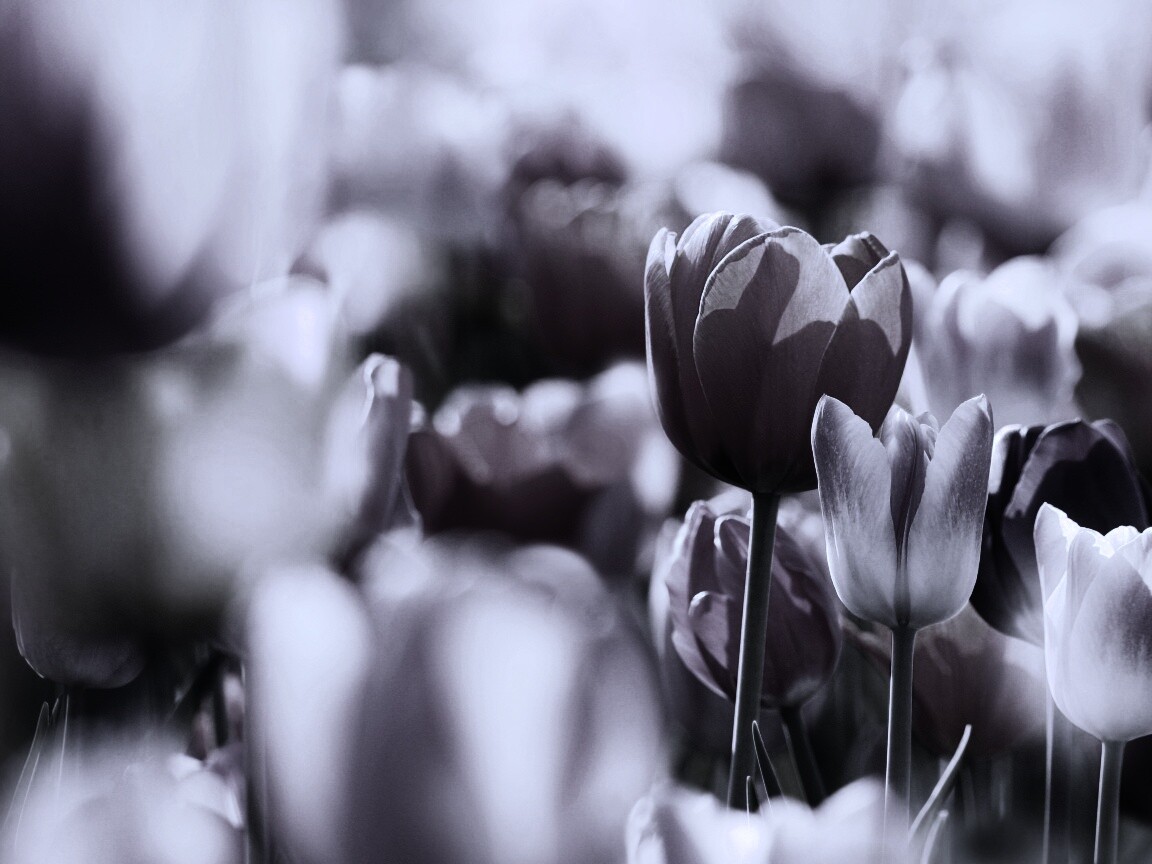 Красивые тюльпаны обои