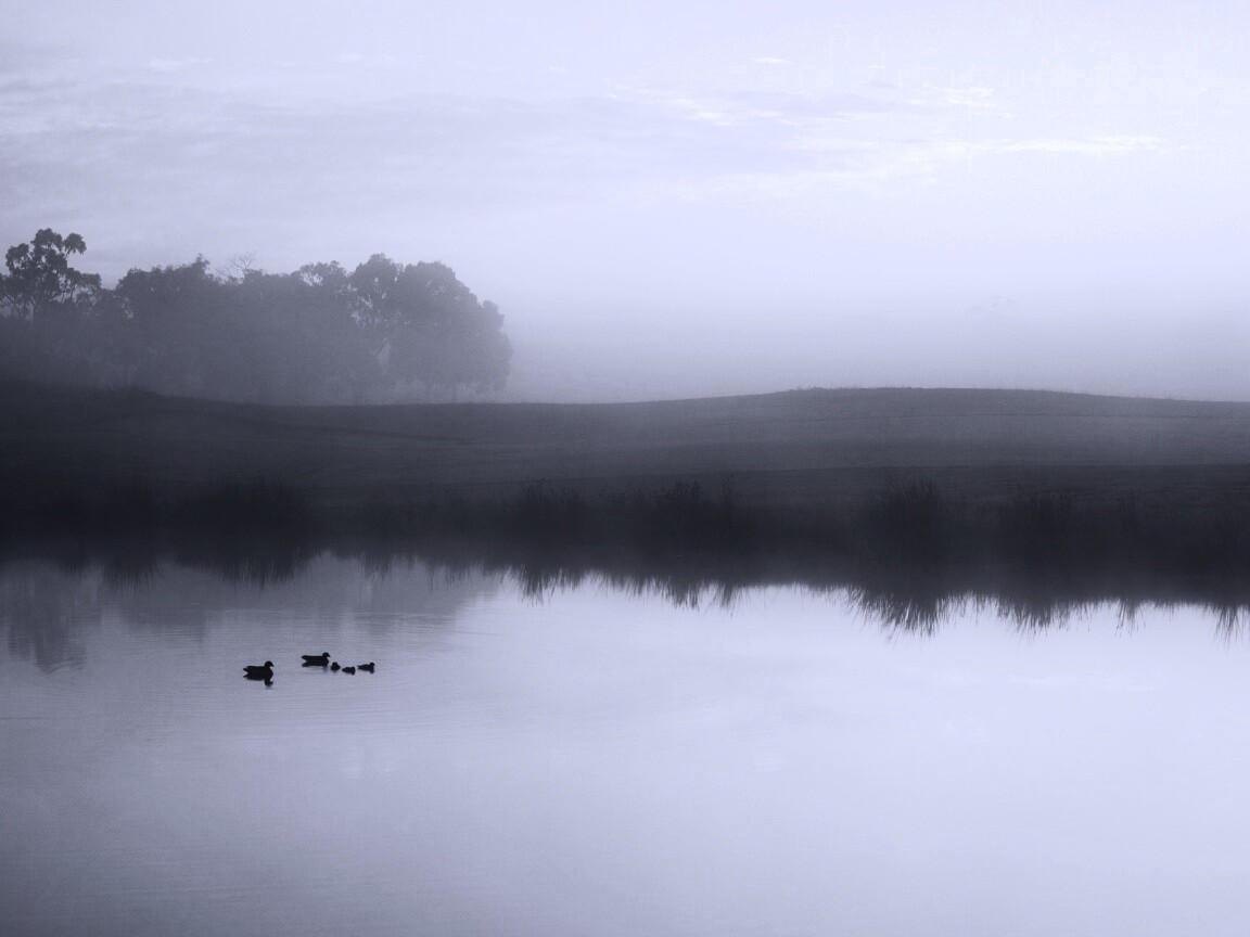 Ducks on a Misty Pond обои