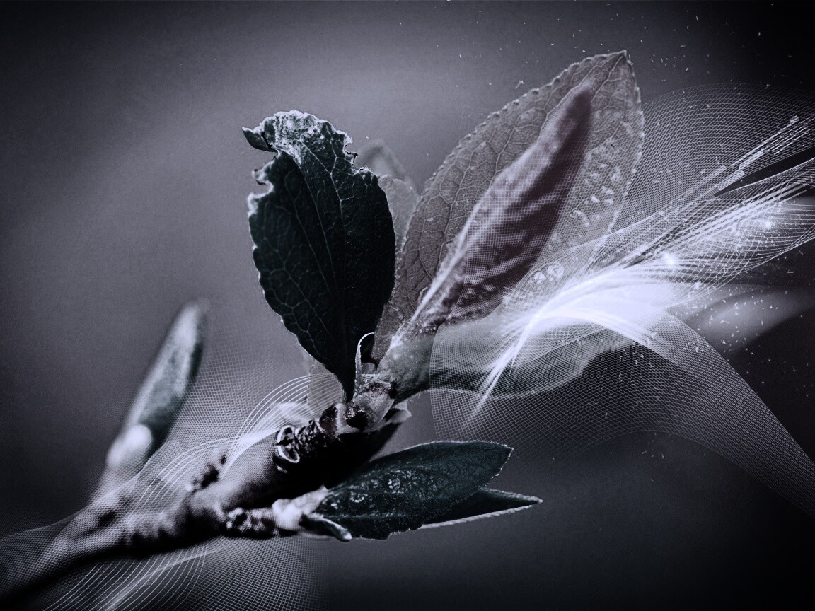 Разноцветные листья обои