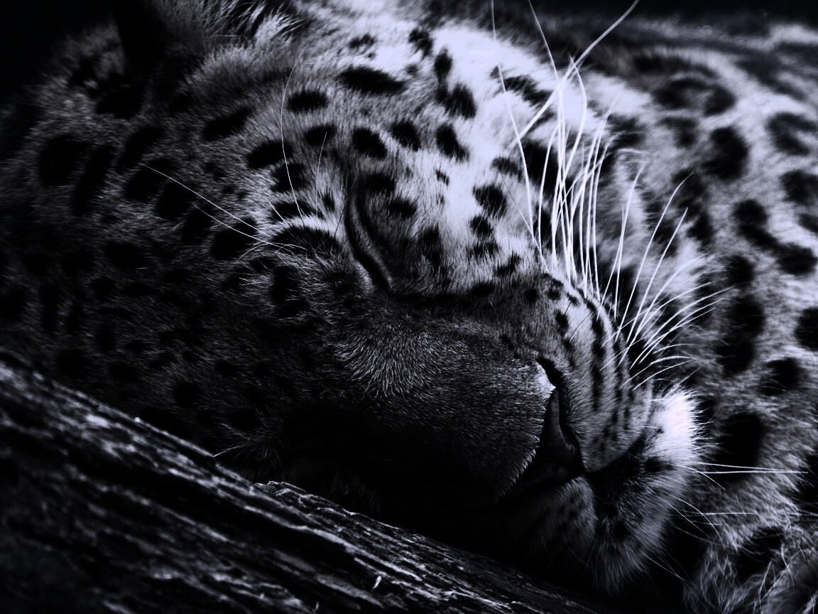 Спящий хищник обои