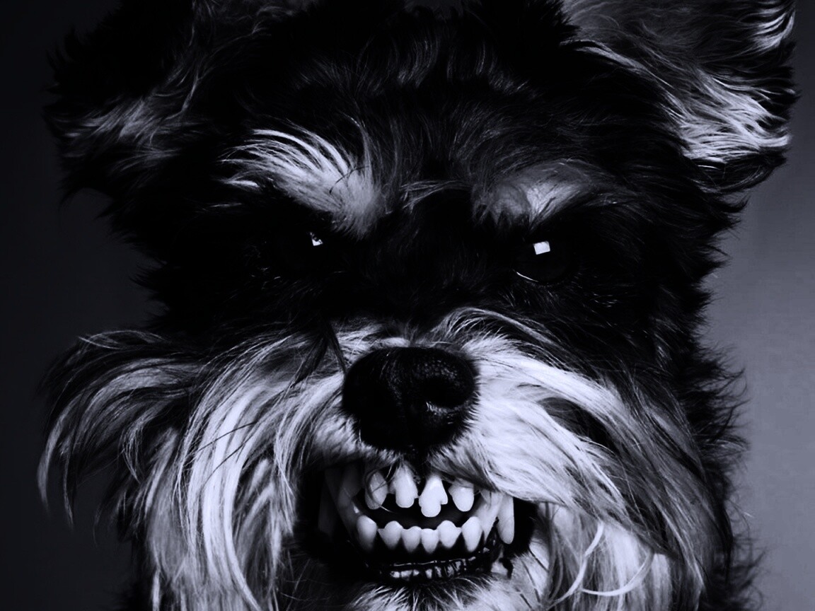 Терьер вне себя обои