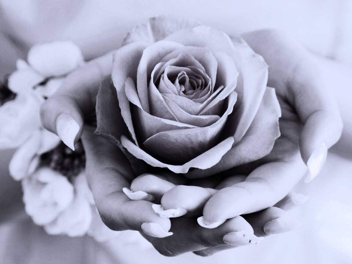 Роза в женских руках обои