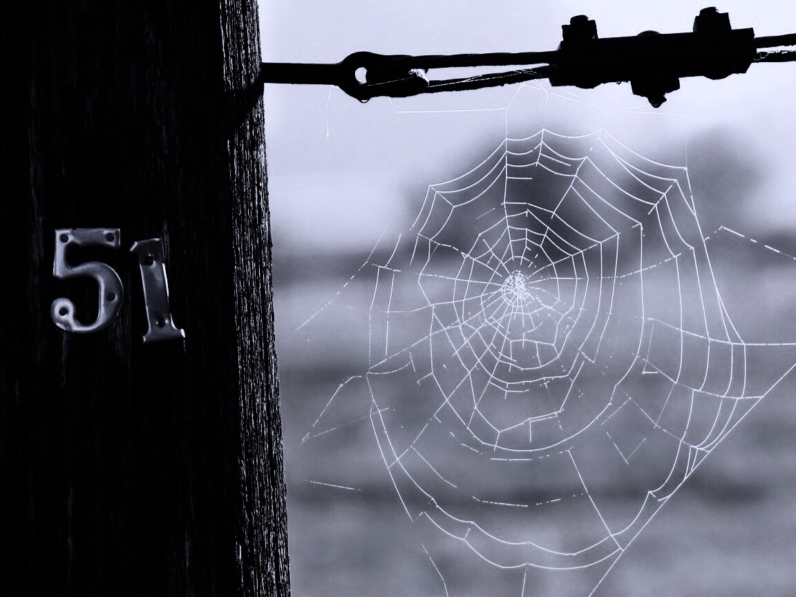 Паутина 51 обои