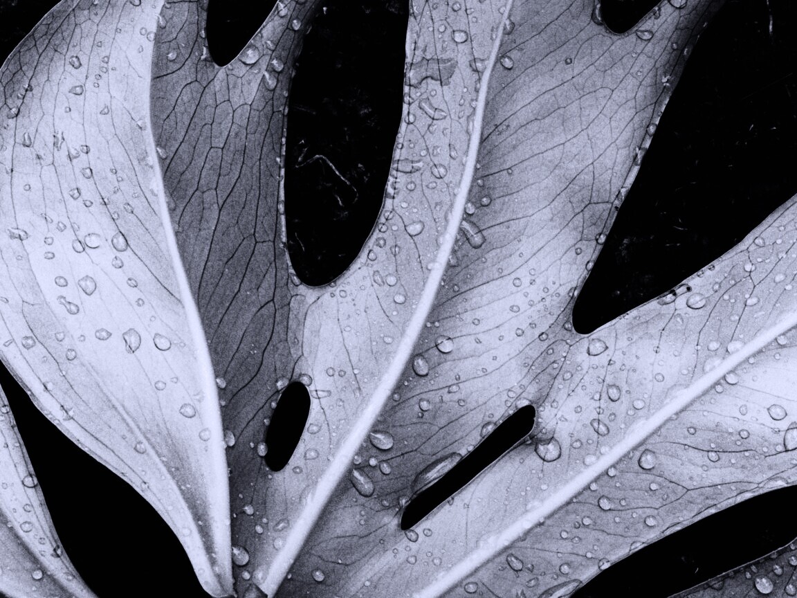 Белый лист обои