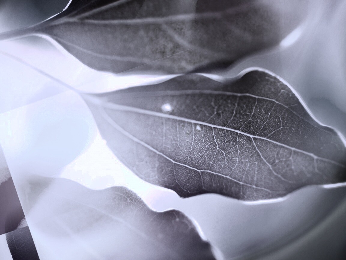 Радужные листья обои