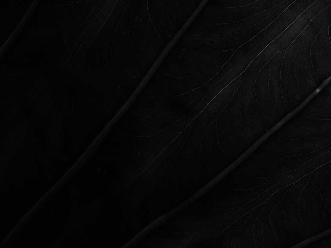 Прожилки на листе обои