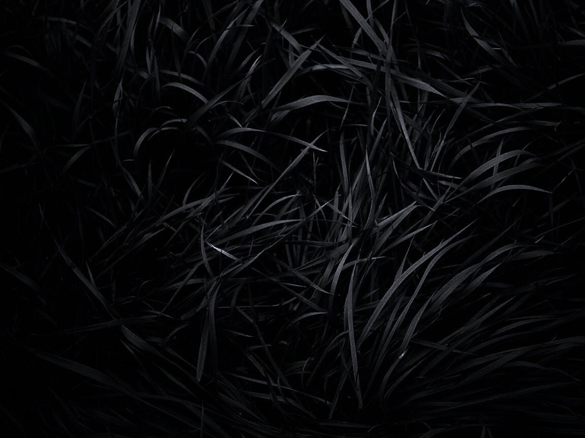 Блеклая трава обои