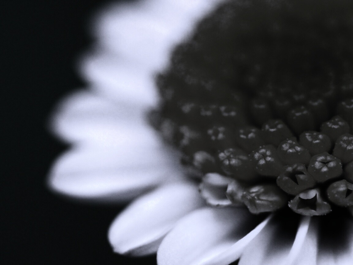 Хризантема обои