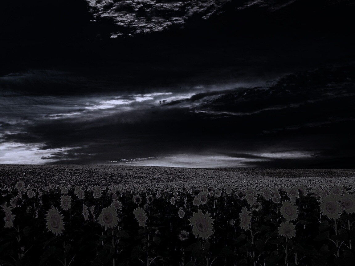 Целое поле подсолнухов обои