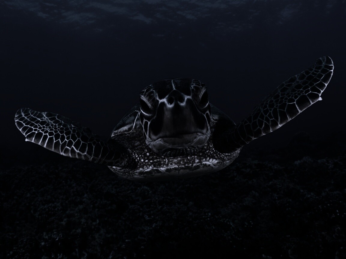 Морская черепаха обои