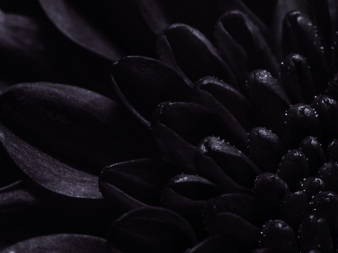 Лепестки хризантемы обои