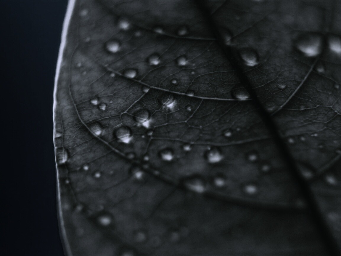 Зеленый листик в макро обои