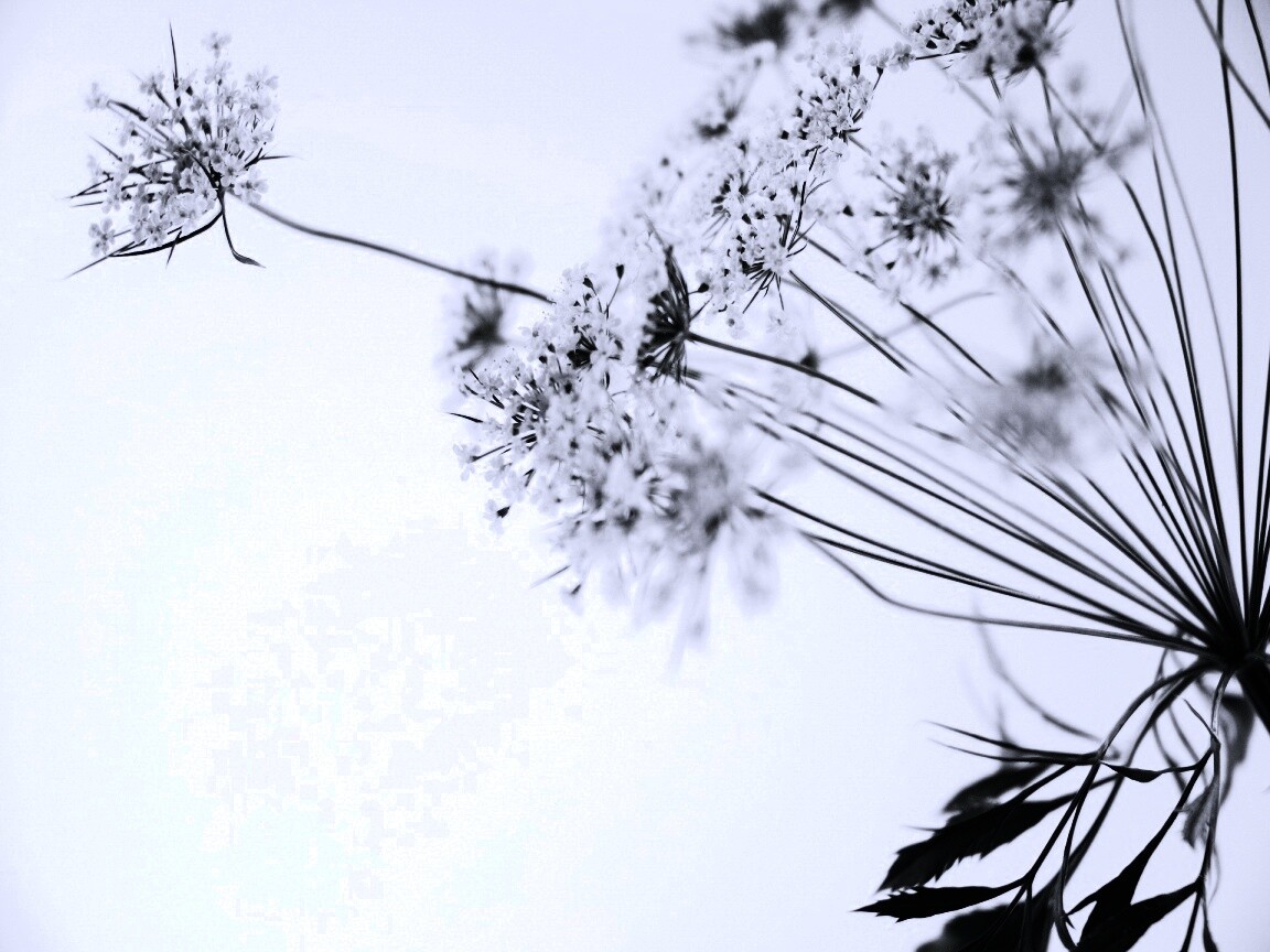 Цветы в макро обои