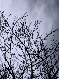 Ветвистое дерево обои