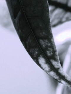 Зеленый листок обои