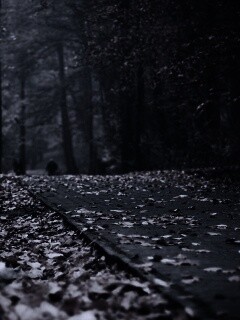 Осенняя дорога обои