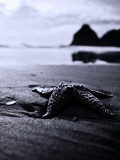 Морская звезда обои