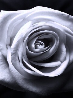 Белая роза обои