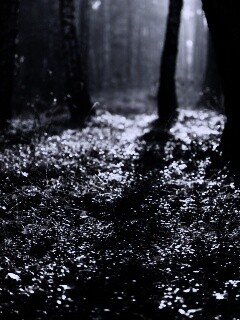 Лесная земля обои