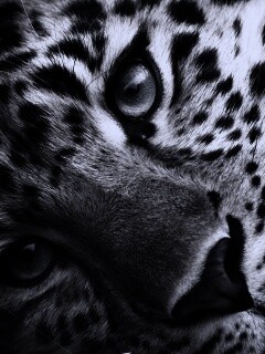 Леопард обои