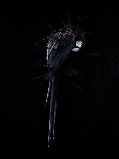 Попугай обои