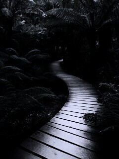 Дорожка в зарослях обои