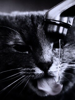 Кот пьет из под крана обои