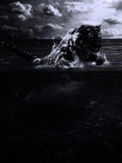 Тигр купается обои