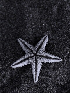 Морская звезда на песке обои