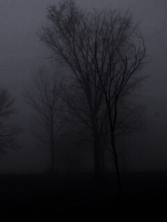 Деревья в тумане обои