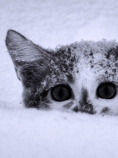 Рыжий котёнок в снегу обои