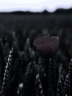 Первый распустившийся мак обои