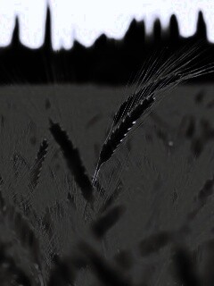 Пшеничное поле обои