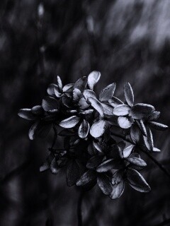 Увядший цветок обои