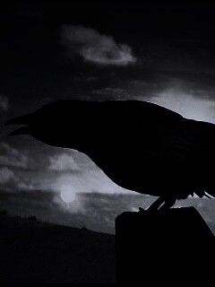 Чёрный ворон обои