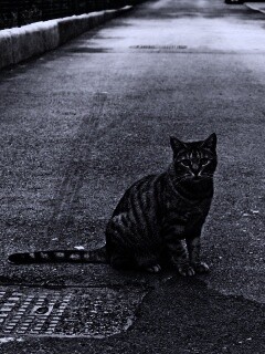 Бездомный котик обои