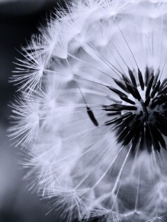 Макро фото одуванчика обои