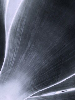 Макро фото травинки обои