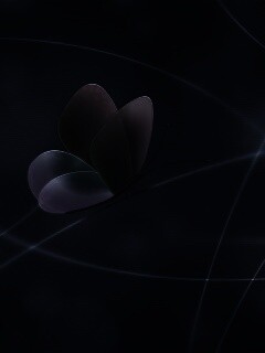 Бабочка с радужными крыльями обои