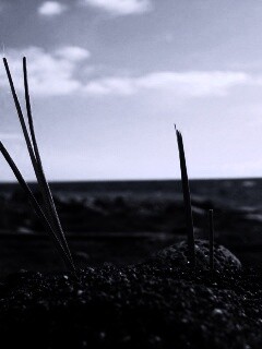 Солома на океанском берегу обои