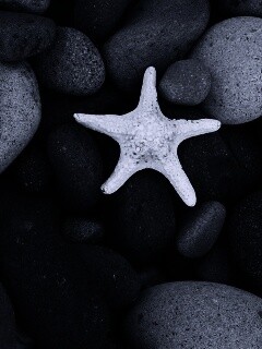 Звезда на морской гальке обои